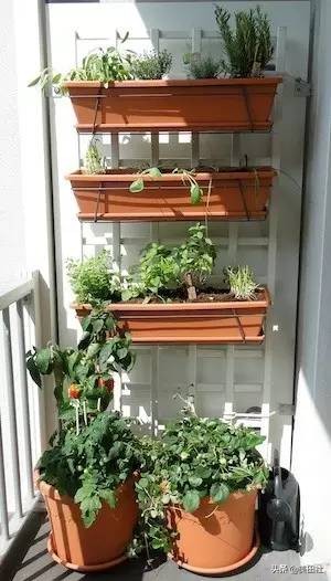 怎么样能纸上种菜,在家种菜可以做什么