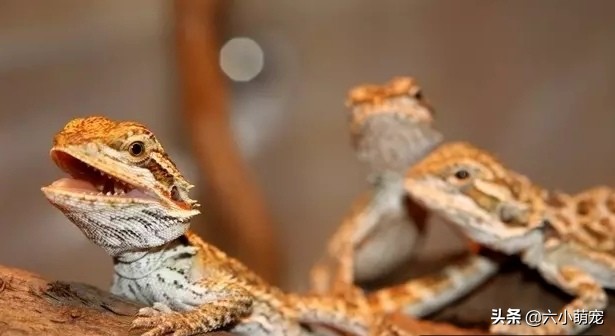 怎么样养好鬃狮蜥苗子,鬃狮蜥是一只养好还是一对养好