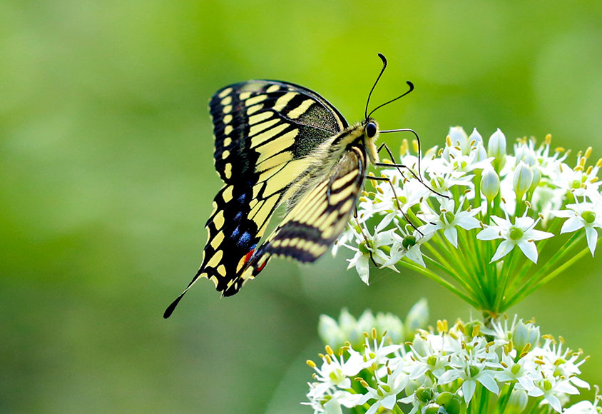 世界上的各种蝴蝶,为什么世界上有五彩斑斓的蝴蝶