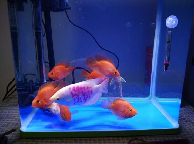 鱼缸清理干净用什么消毒,清理鱼缸大扫除