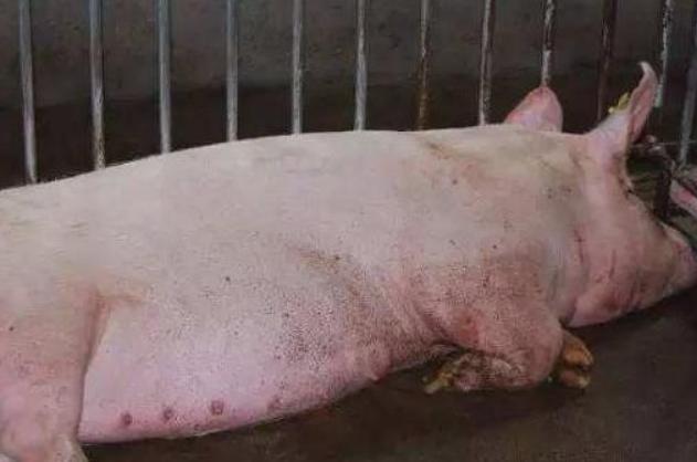 母猪产前一个星期不吃料怎么办,母猪产前不吃原因及解决方法大全