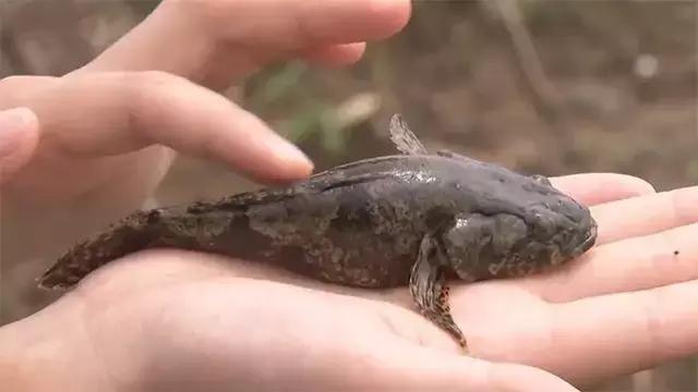 水泥池养龙虾有假的吗,龙虾水泥池养殖方法图解