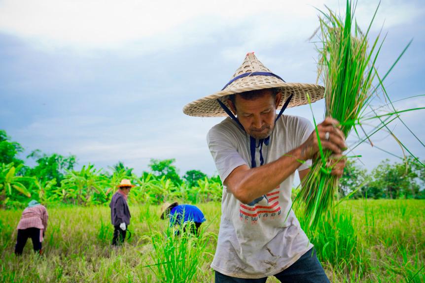 泰国小媳妇有福了！家乡大米辗转1900公里到中国，馋哭不少网友