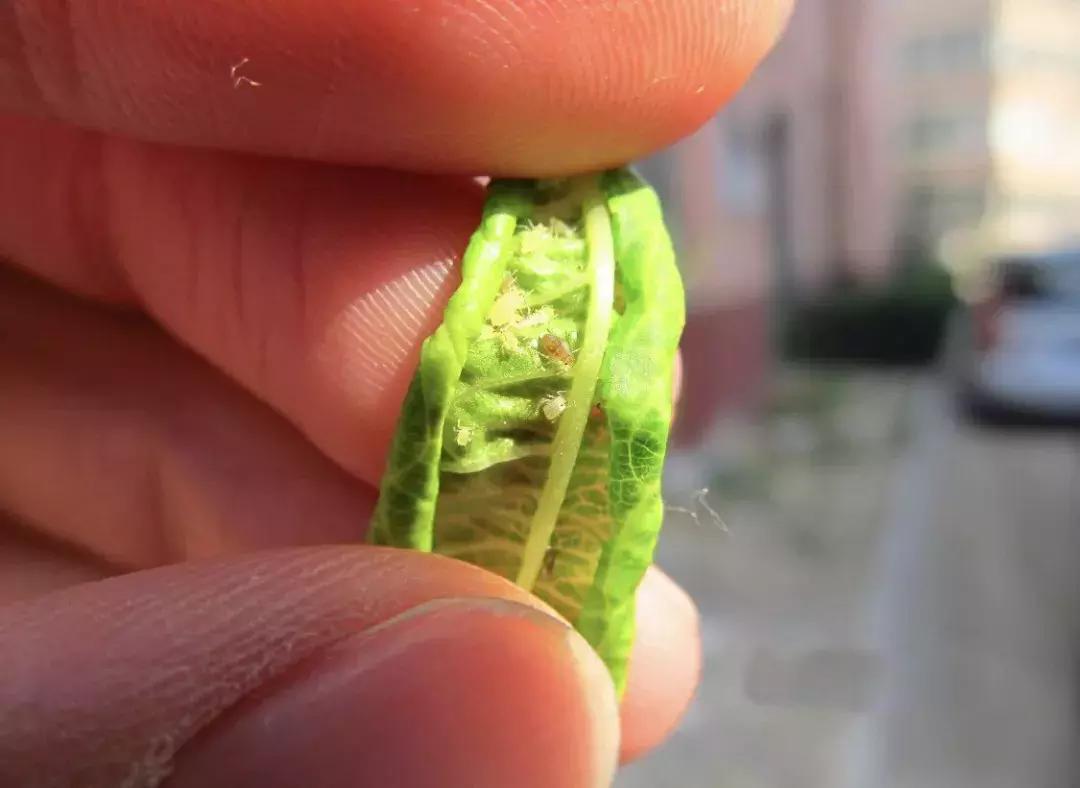 桃树虫害的防治在什么时间最好,桃树虫害防治全年用药图