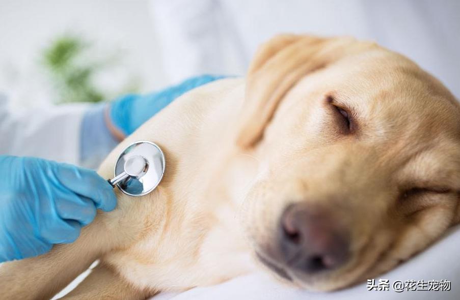 狗狗感冒支气管炎有什么症状,狗狗咳嗽怎么分辨是不是支气管炎