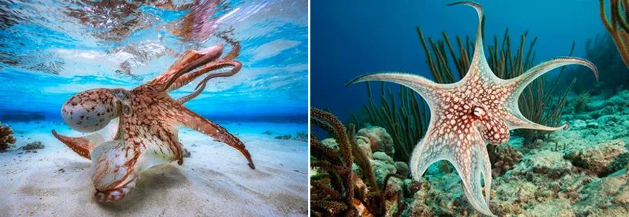 儿童画教程｜综合思维画--了不起的小章鱼