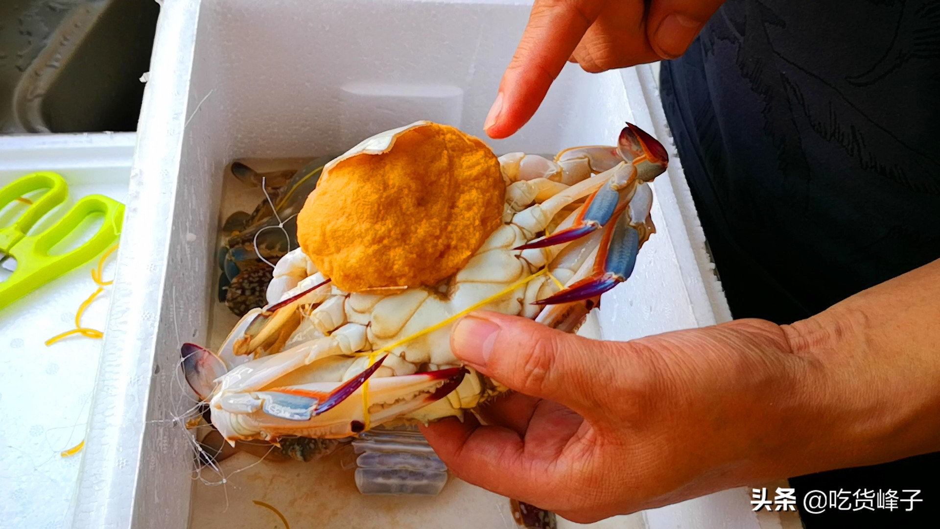 怎么挑选梭子蟹好吃,教你怎么挑梭子蟹