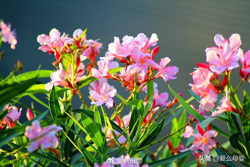 不容易怀孕的人适合养什么花,怀孕后家里适合养什么花