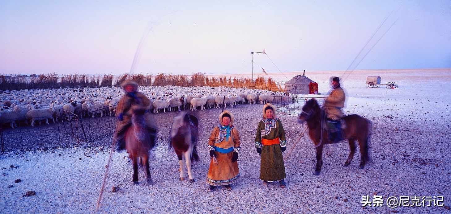 -30℃草原生活:羊群抱团取暖,马背全是冰,牧民坚守自然规律