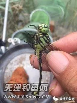 轻口鲫鱼漂如何调漂,黑坑滑口轻口鲫鱼调漂