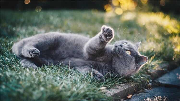 如何向猫咪表达爱意,如何向猫咪表达友善的叫声