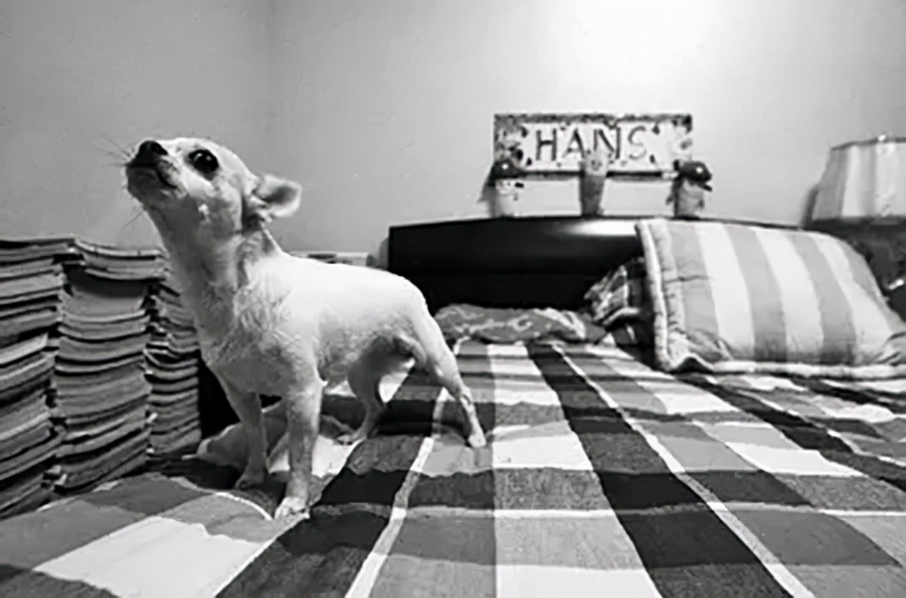 中国小伙为报答瑞士房东为其送终，2012年老人去世：想长眠于中国