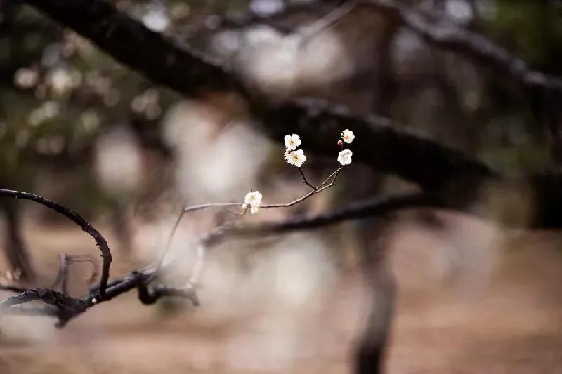 拍梅花技术的技巧和方法,拍梅花的最佳方法