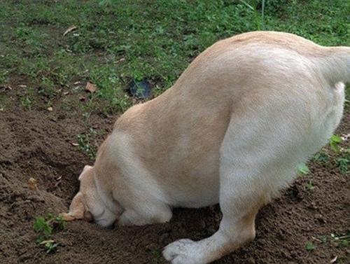 狗狗上厕所前刨地是什么意思,狗狗刨土啥意思