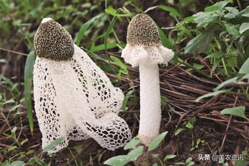 竹荪人工栽种，菌种下地才半个月，菌丝长势杠杠的