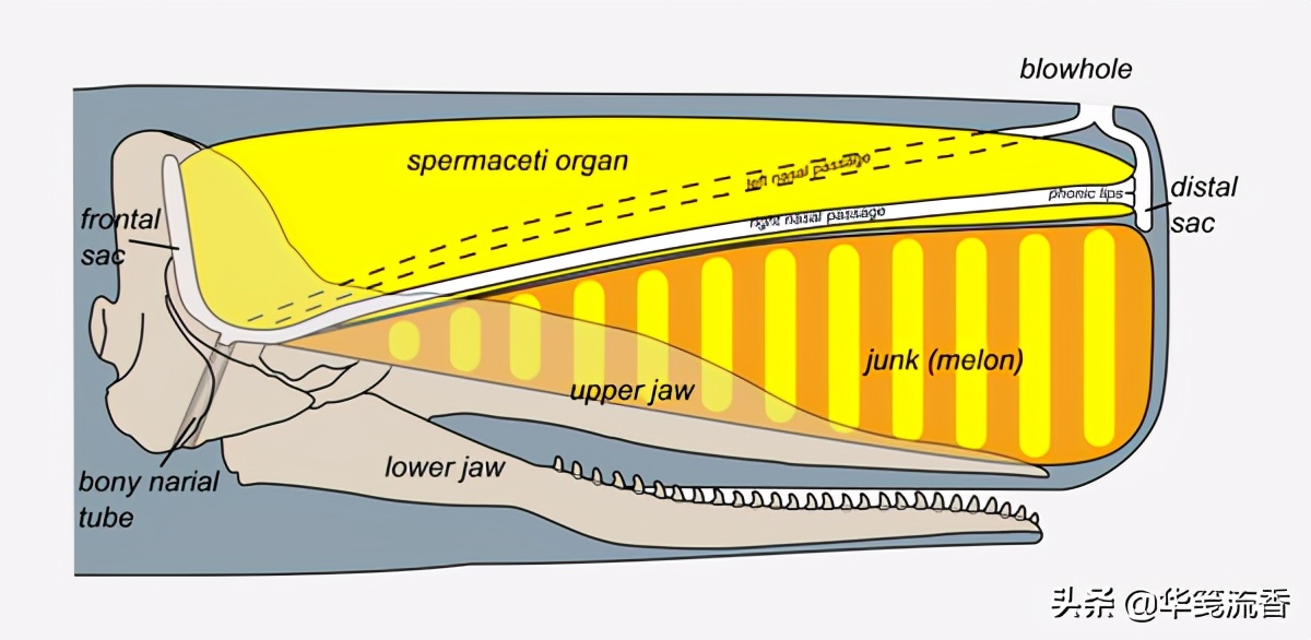 抹香鲸和长臂乌贼,抹香鲸跟巨型乌贼