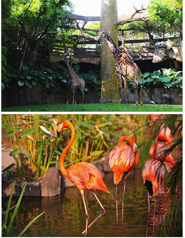 国庆假期顺德华侨城欢乐海岸,顺德欢乐海岸国庆节活动