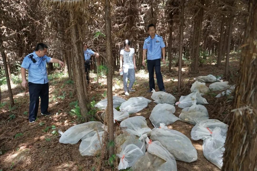 非法经营水生野生动物及产品案,非法经营野生动物的处罚