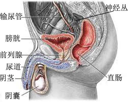 为何直肠癌手术后大便次数多,直肠癌术后小便困难怎么回事