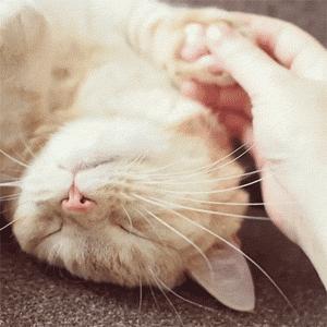 把一只小猫养大会很有感情吗,把一只小猫养大