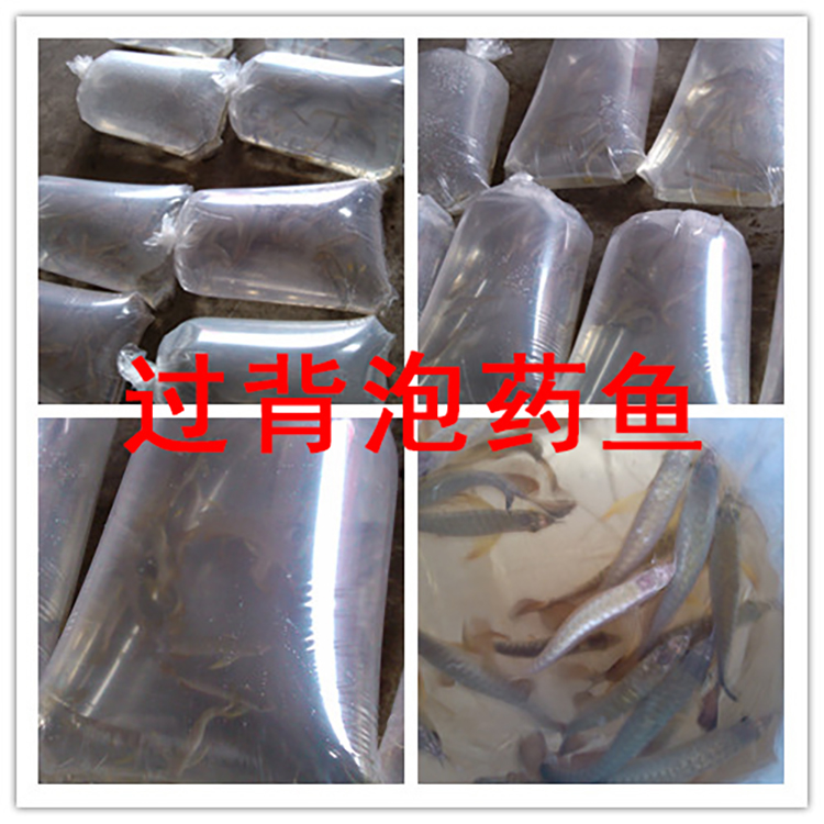 泡药龙鱼,龙鱼药泡鱼和正常鱼的区别