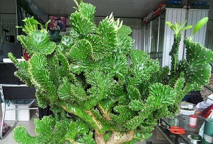 什么花放在家里最好看最实用,放家里风水好又好养的花有哪些