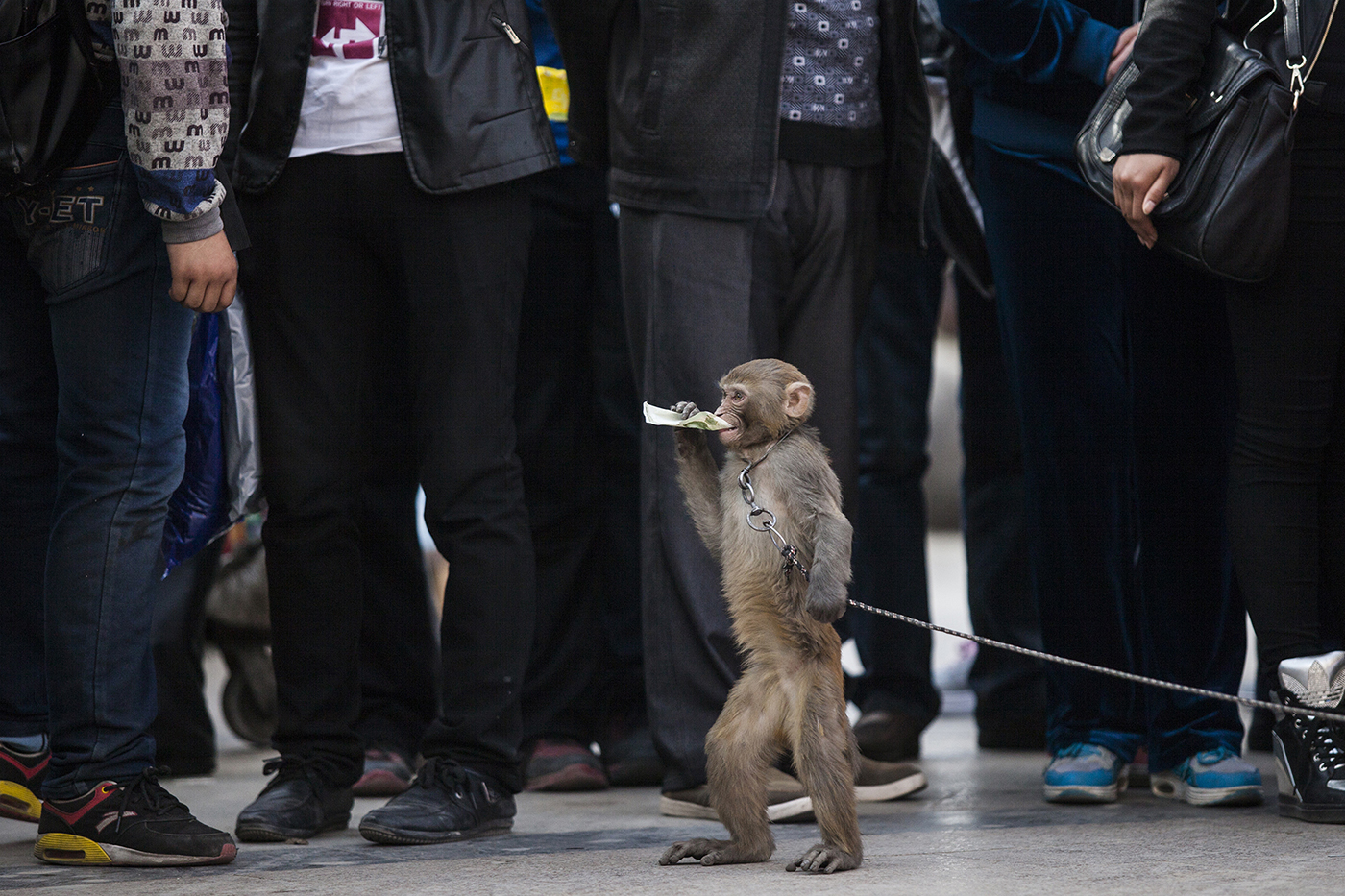 兰州耍猴人,甘肃兰州的耍猴艺人