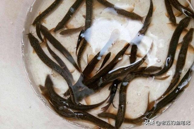 泥鳅钓法是不是被禁止使用了,泥鳅钓法违法吗