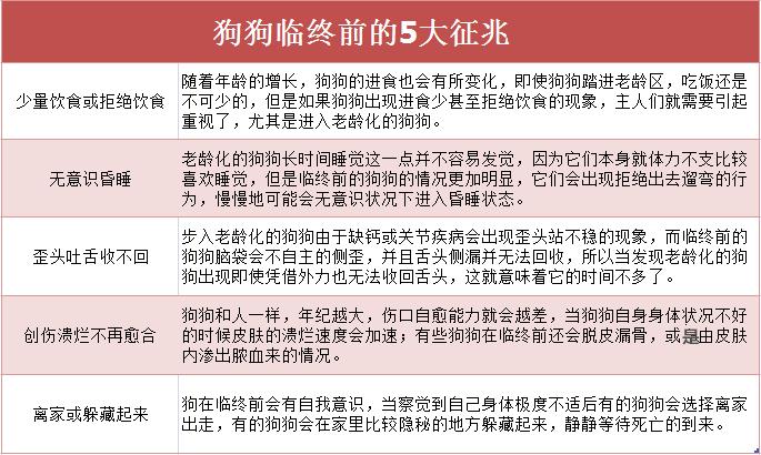 狗狗即将老死的征兆,狗狗老死前有什么征兆
