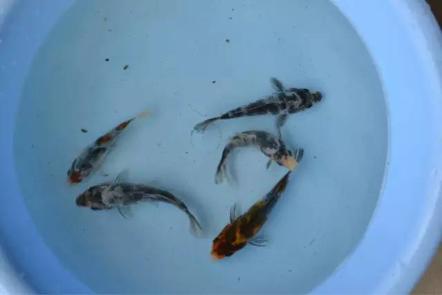 湖南最好的锦鲤养殖基地,湘潭锦鲤养殖