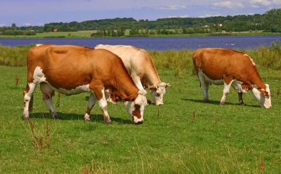 鐨囧鐨勫ア鍗庝笌灏婅吹,涓栫晫鐨囧寰$敤娓呭崟