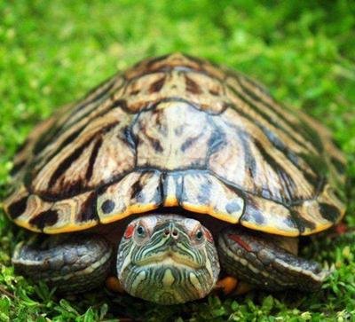 养龟的必备药有哪些,病龟长时间不吃强制喂食龟粮咋喂