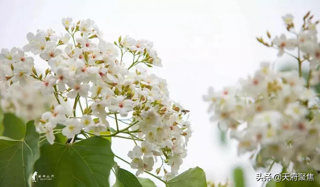 仁寿夏季旅游景区,2020仁寿旅游