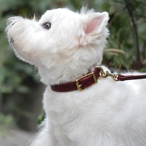 狗狗项圈对狗狗有害处吗,狗狗项圈太紧会造成气管塌陷