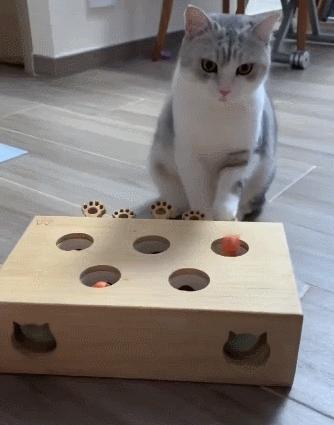 我给猫花的冤枉钱，能在广州买一套房