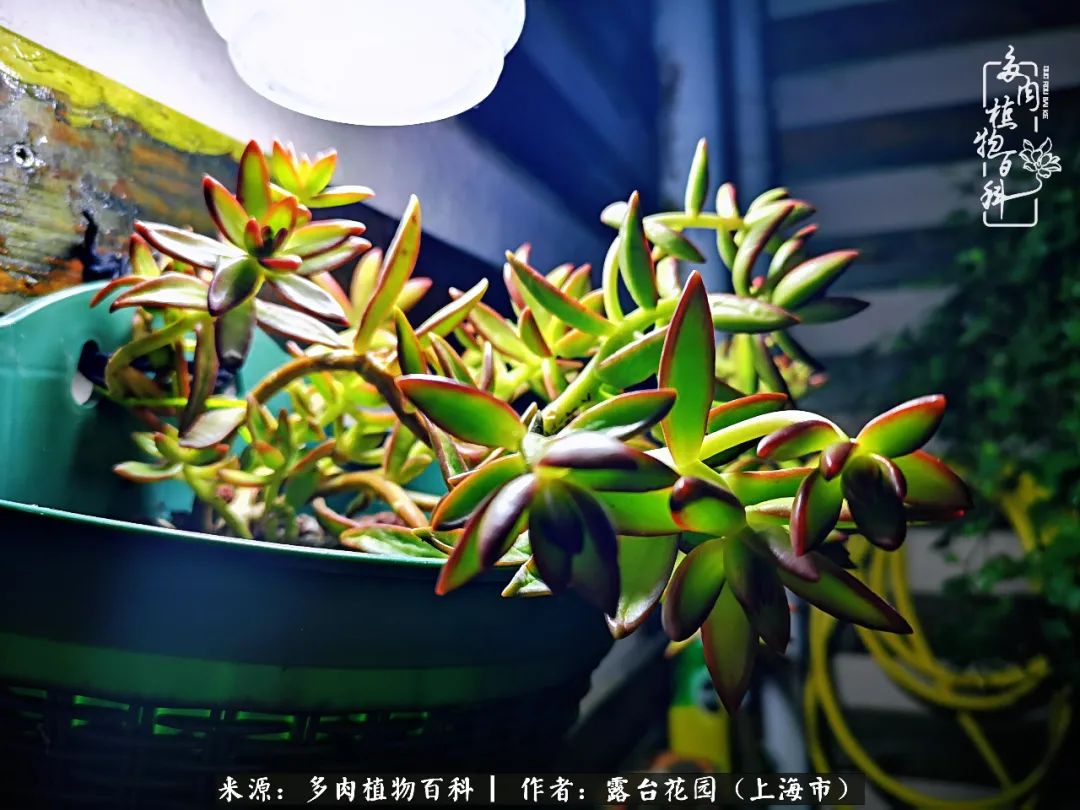 这6种多肉又粉又可爱萌翻少女心,粉粉萌萌的多肉有哪些