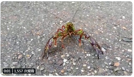 这个小镇小龙虾泛滥成灾，荷兰人不敢出门，我十三香都备好了....