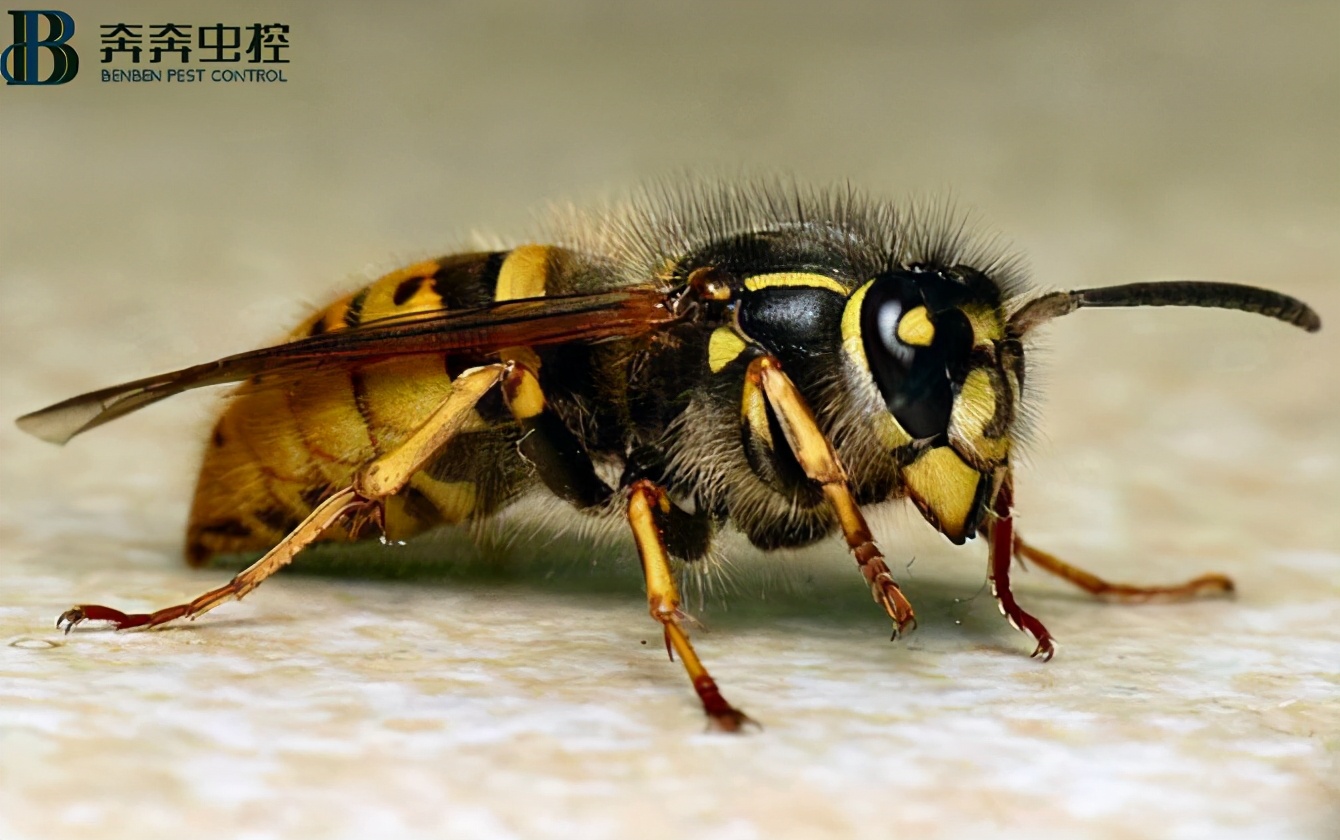 被蜂蜇伤了怎么消肿最快,被蜂蜇伤了