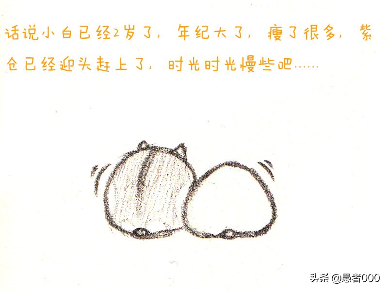 画可爱的仓鼠漫画,可爱的小仓鼠简单的漫画