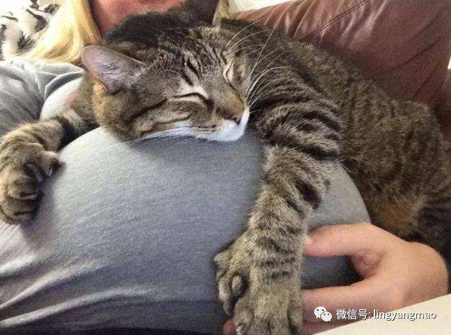 怀孕有没有受弓形虫感染怎么检查,优生五项弓形虫