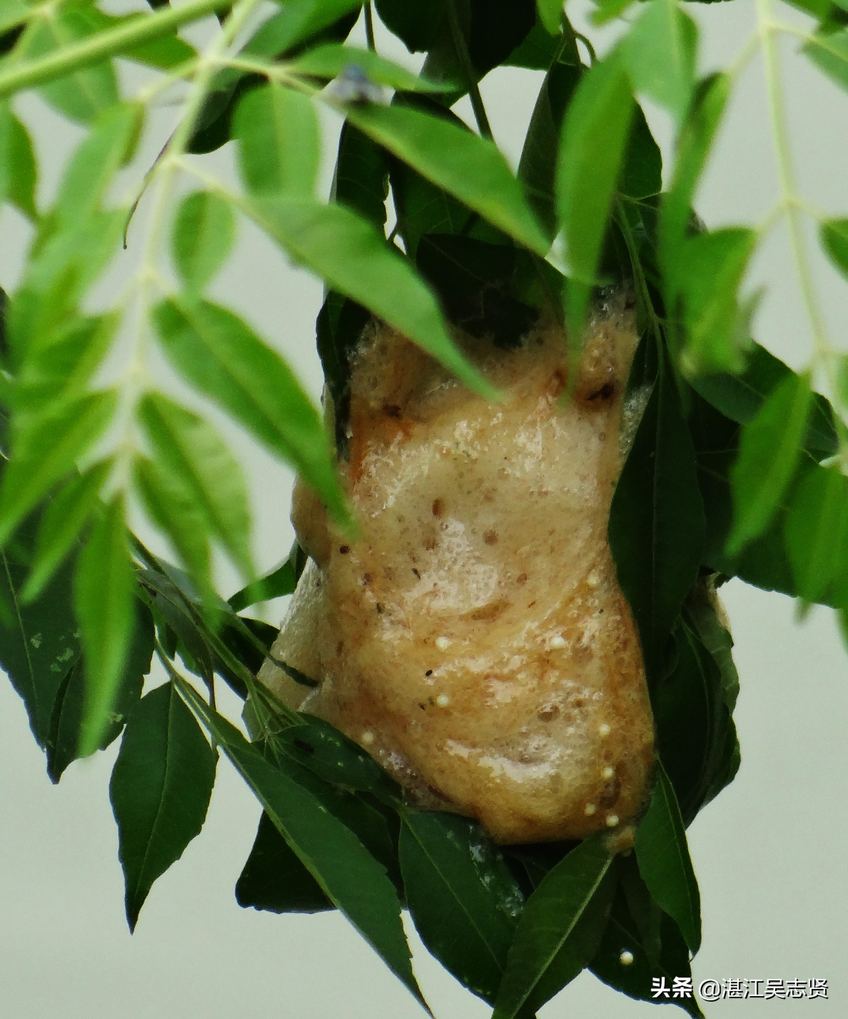 林蛙繁衍方式,什么蛙在树上繁殖