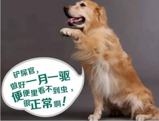 狗狗驱虫要单独驱球虫吗,狗狗驱虫选择合适的驱虫药