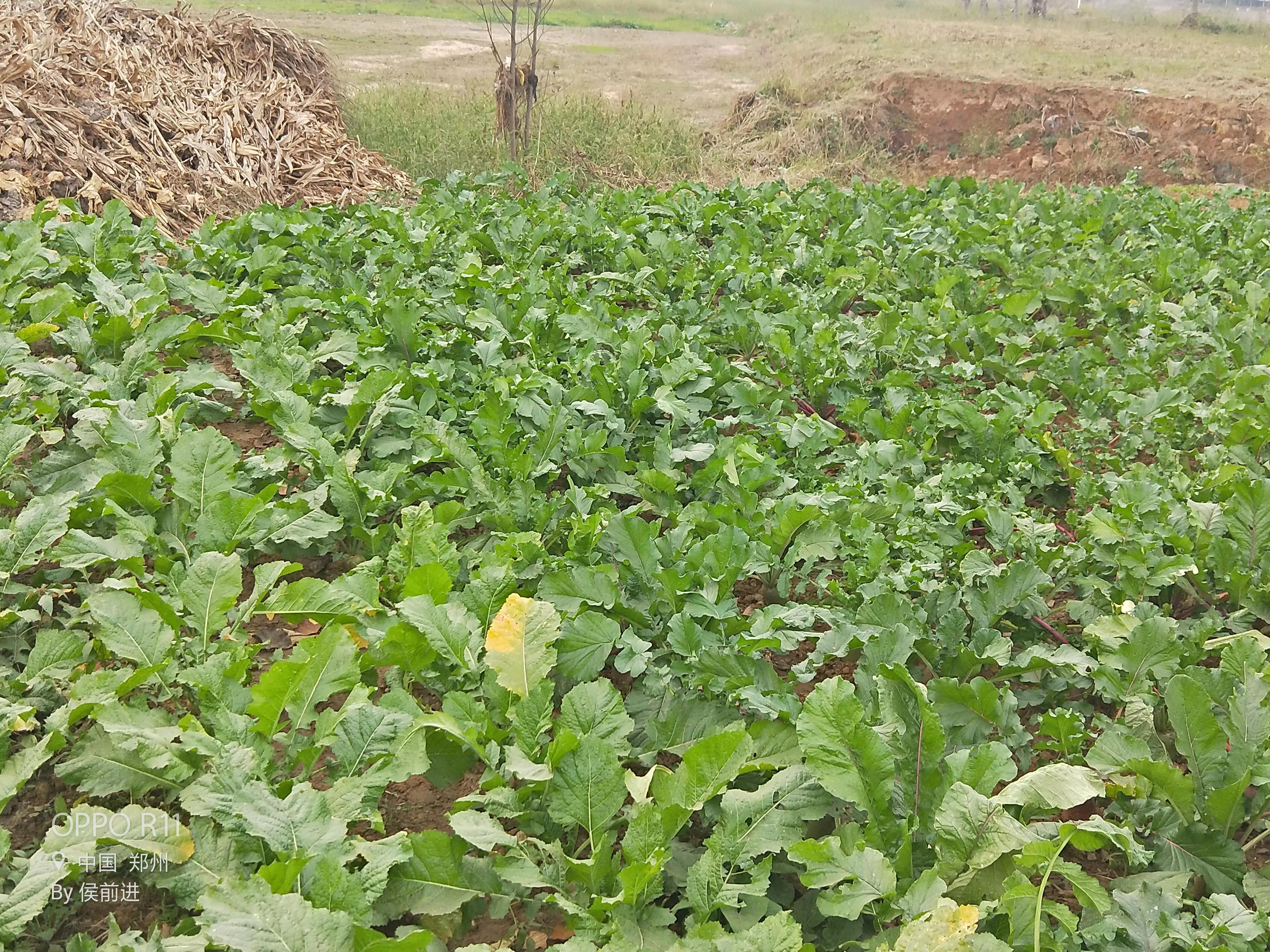 魅力乡村，美丽少妇