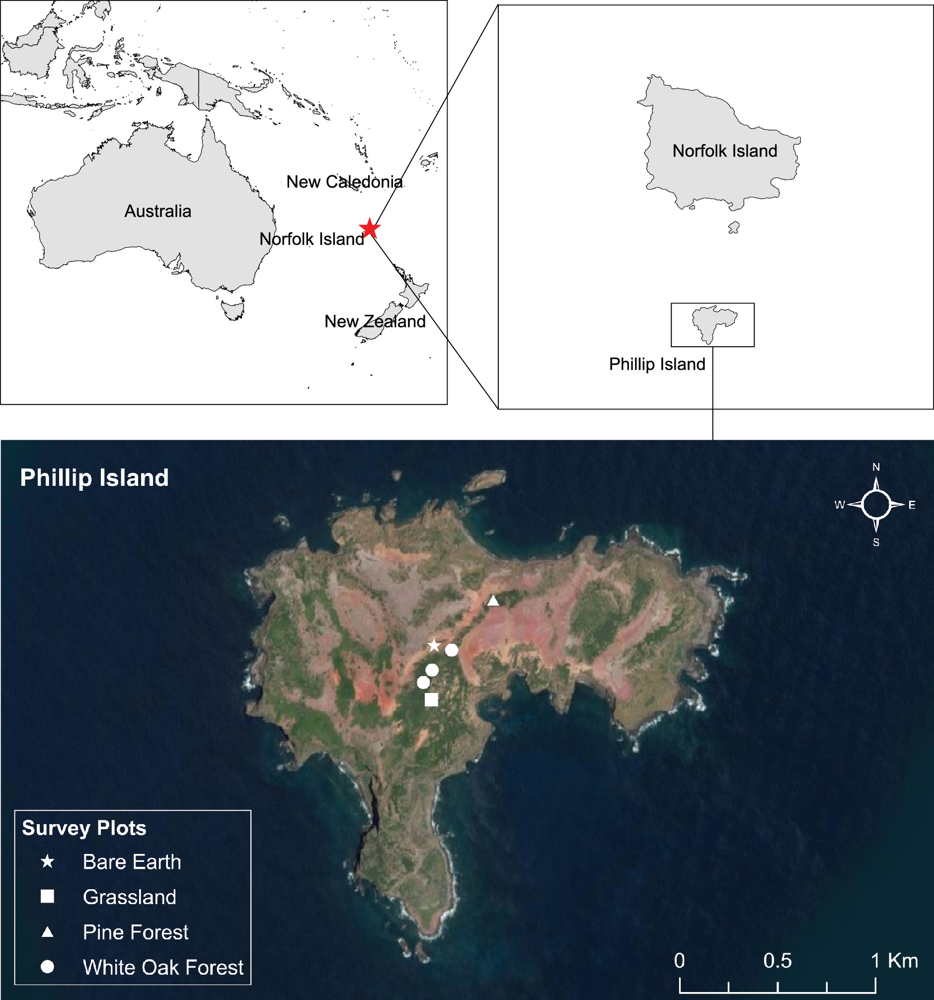 菲利普岛巨型蜈蚣吃海鸟,这六只巨型蜈蚣你觉得哪个更厉害