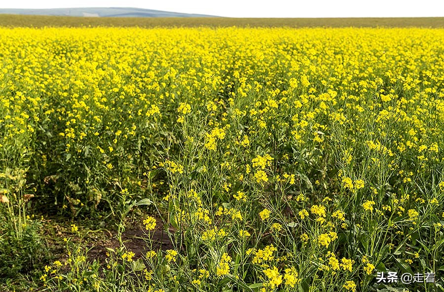 鐪嬪娓哥帺,鐪嬪