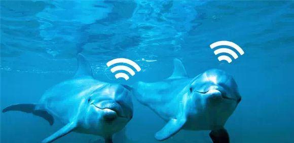 海豚家族的由来,海豚家族