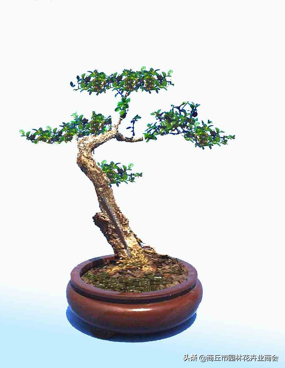 家有黄杨富贵吉祥,家有黄杨富贵满堂是什么意思