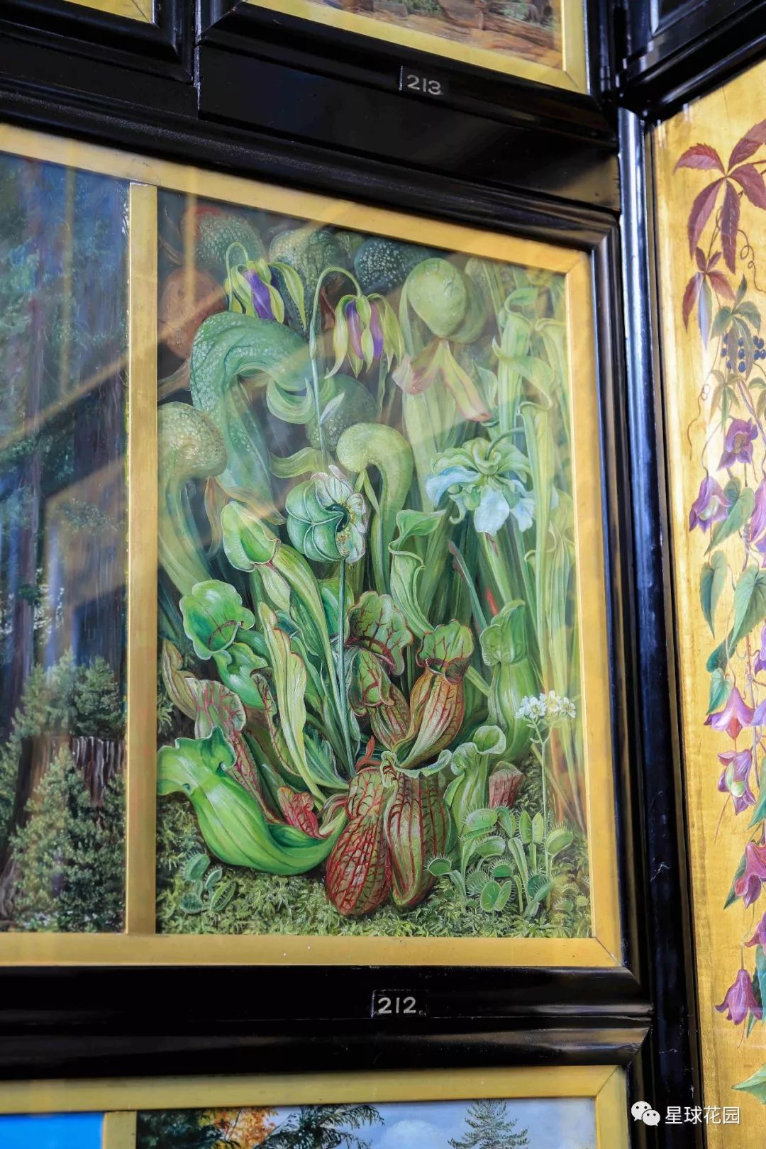 二木带你游花园|邱园（kewgarden）离我们到底有多远？