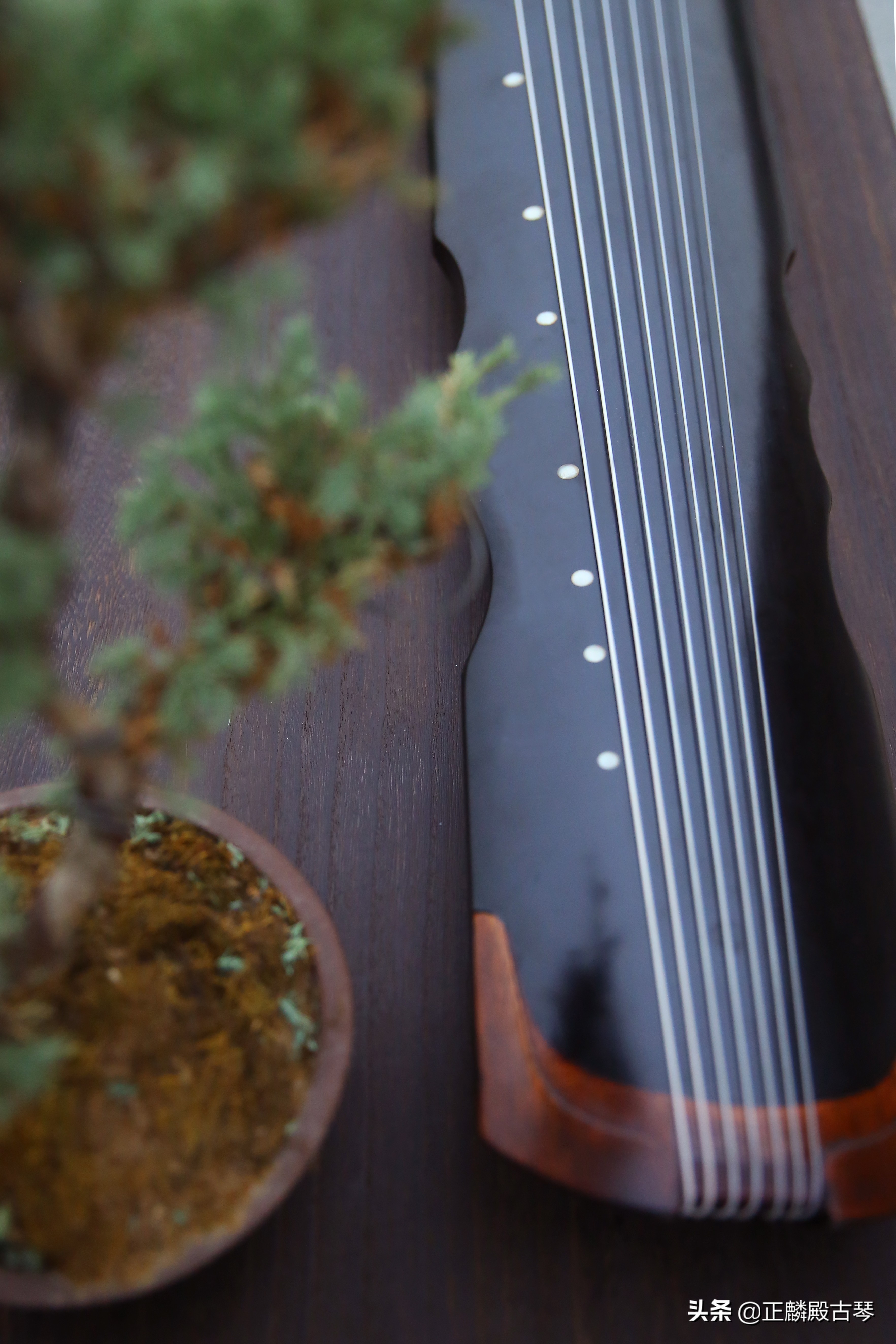 新手入门怎样选择古琴,初学者买什么古琴比较好