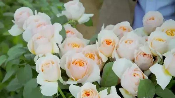 bbc中国探秘纪录片,bbc探秘印尼爪哇古洞